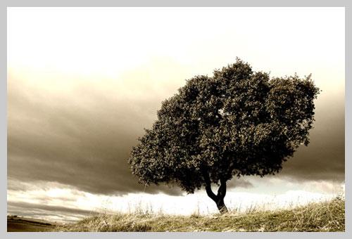 obligaciones