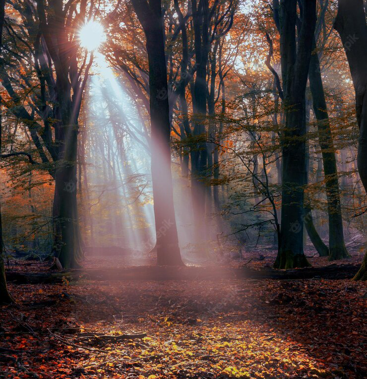 arbol_matinal